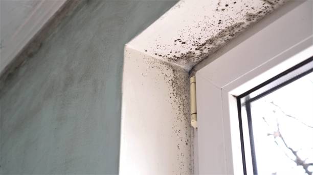 Best Mold Damage Repair  in Johnston, SC