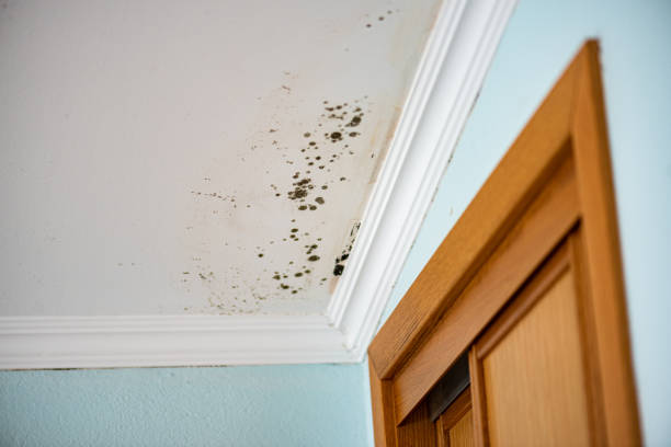 Best Commercial Mold Removal  in Johnston, SC