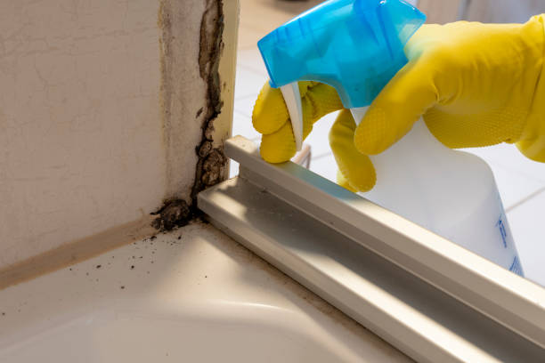 Best Black Mold Removal  in Johnston, SC