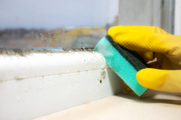 Best Residential Mold Removal  in Johnston, SC