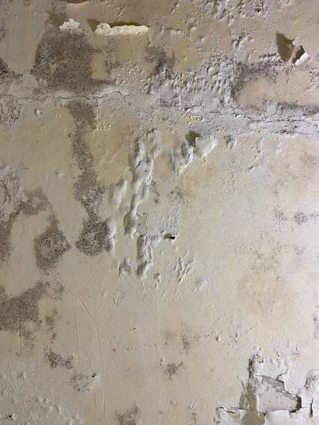 Johnston, SC Mold Removal Company