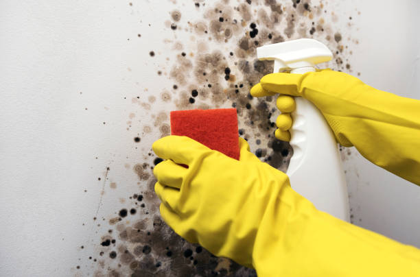Mold Testing and Removal in Johnston, SC