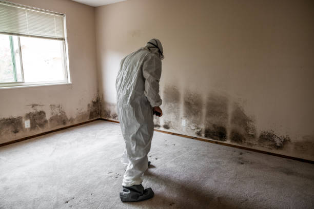 Best Black Mold Removal  in Johnston, SC