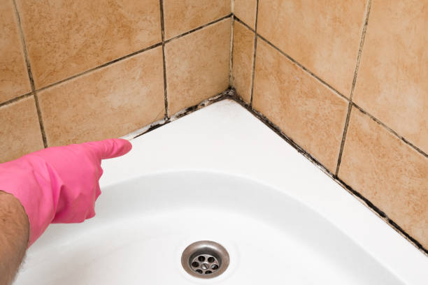 Best Attic Mold Removal  in Johnston, SC