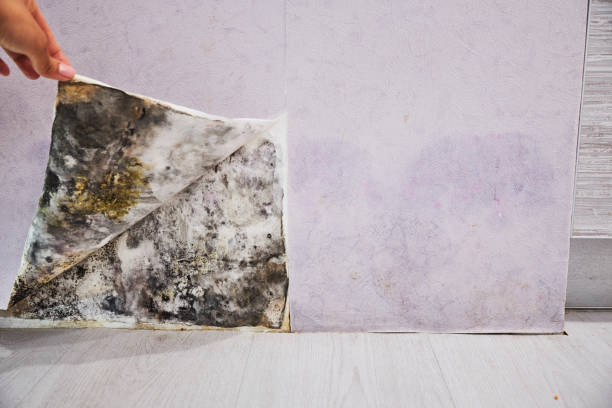 Best Fast Mold Removal  in Johnston, SC